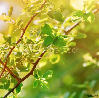 Picture of Spring leaves lit by sunlight